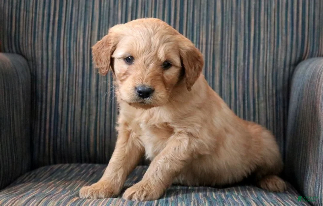 Goldendoodle dogs for sale: Goldendoodle Puppy 2 - Ad 2