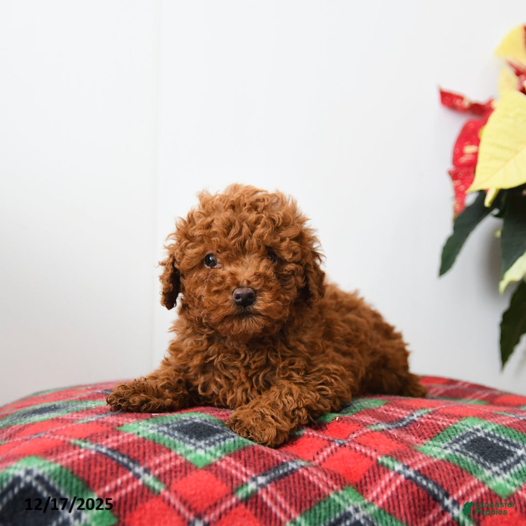Miniature Poodle dogs for sale: Rooster - Ad 4
