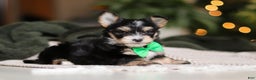 Morkie dogs for sale: Oliver - Ad 8