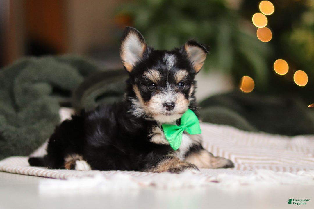 Morkie dogs for sale: Oliver - Ad 8