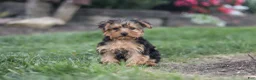 Yorkiepoo dogs for sale: Beckham - Ad 10