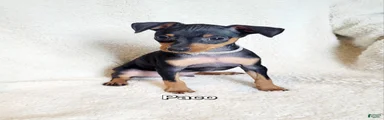 Paco
