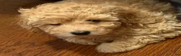 Toy Poodle dogs for sale: Toy Poodle Puppy 2 - Ad 5