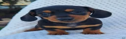 Miniature Dachshund dogs for sale: IGOR - Ad 12