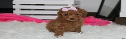 Miniature Poodle dogs for sale: Sierra  - Ad 1