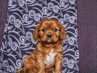 Cavalier King Charles Spaniel dogs Buddy - Ad 33