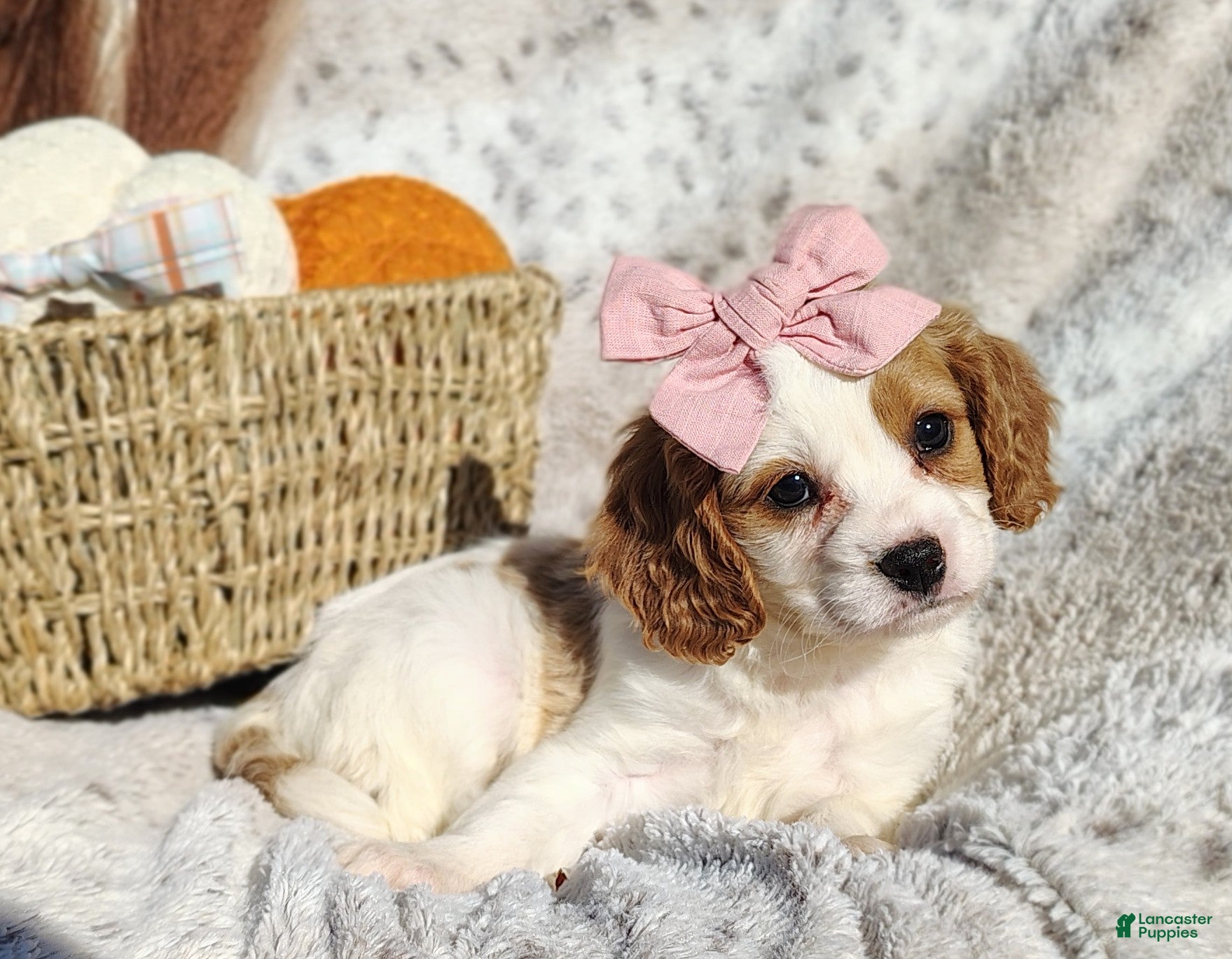 Cavapoo dogs for sale: Teresa - Ad 2
