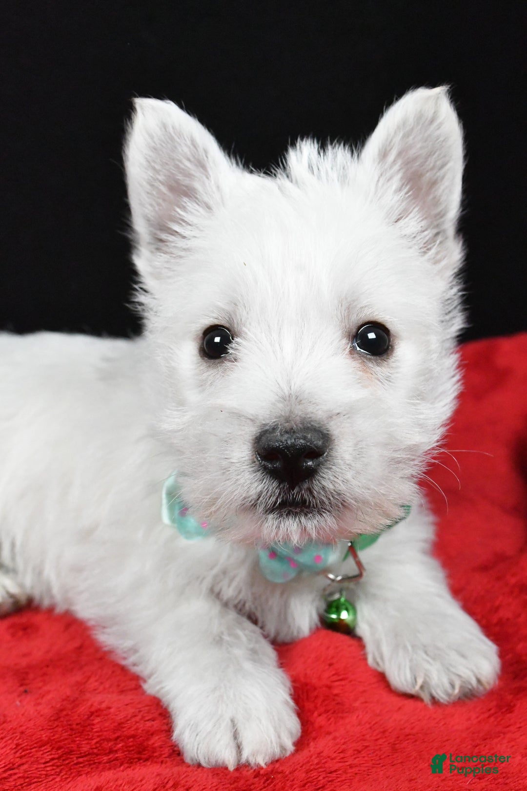 West Highland Terrier dogs for sale: Eclare - Ad 5