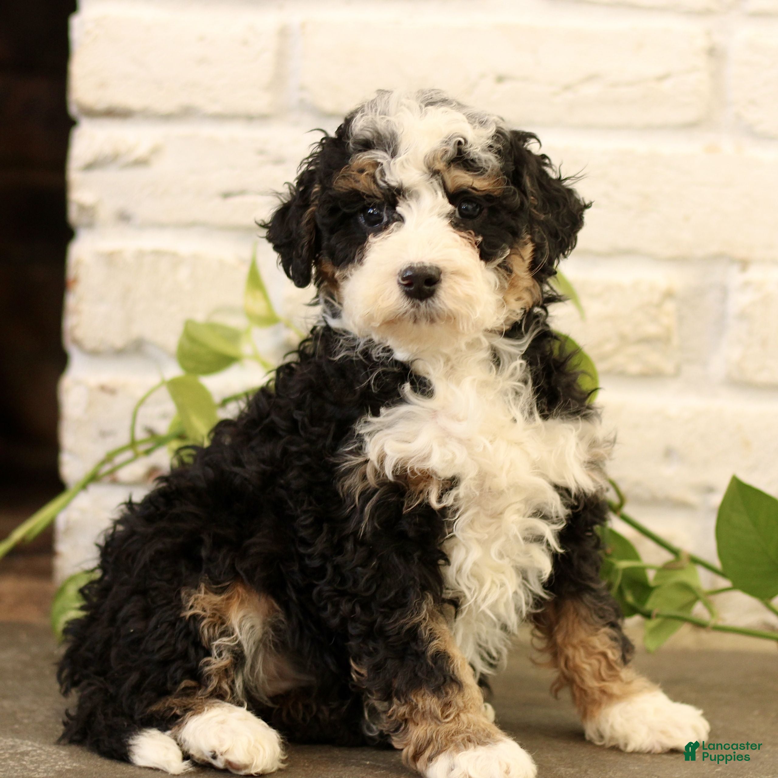 Mini Bernedoodle dogs Corina  - Ad 1