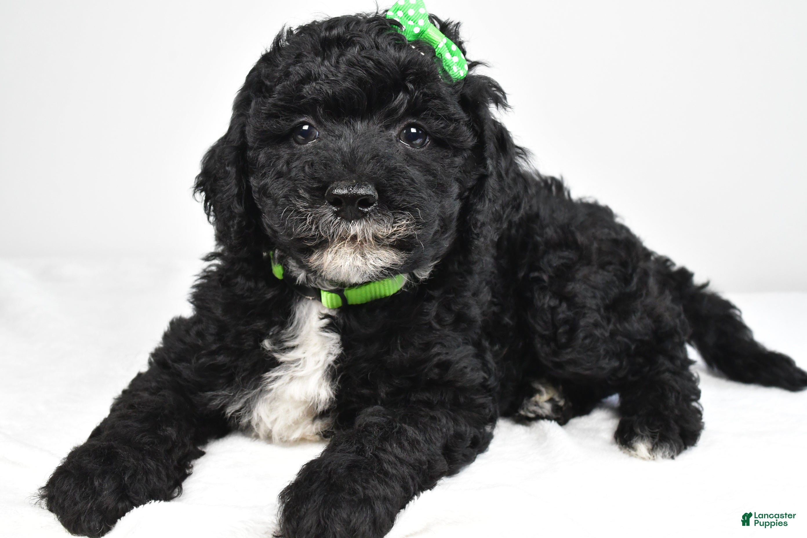 Mini Goldendoodle dogs Nicky - Ad 1