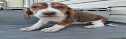 Beagle dogs for sale: HONEY - Ad 2