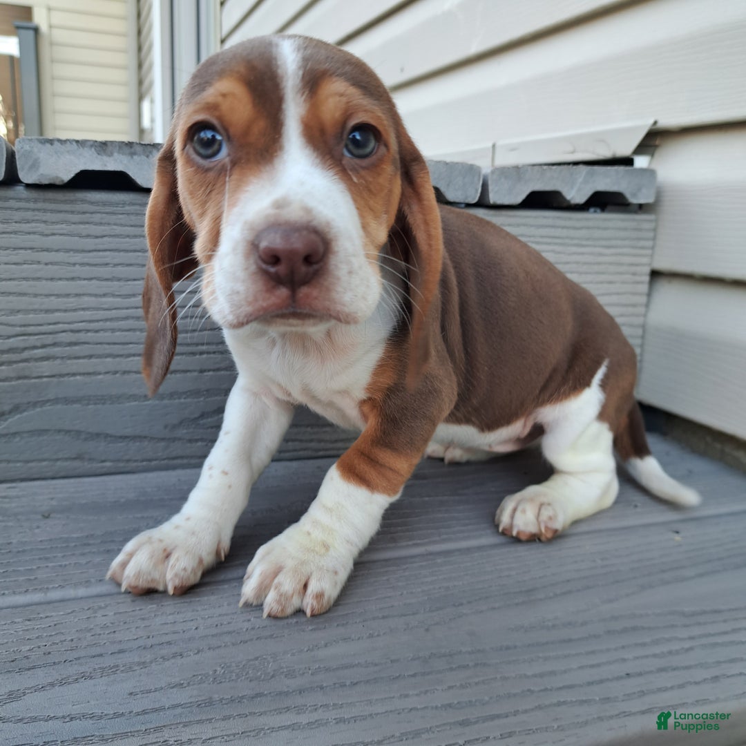 Beagle dogs for sale: HONEY - Ad 2