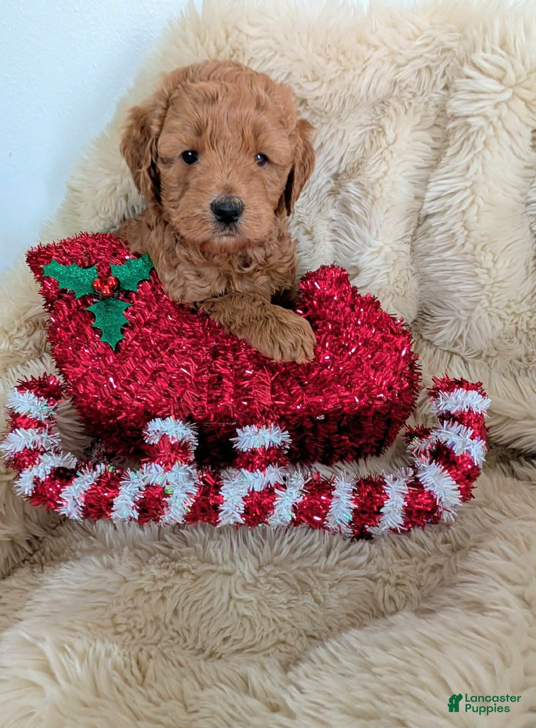 Mixed Breed dogs for sale: Milan Goldendoodle puppy - Ad 8
