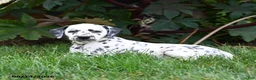 Dalmatian dogs for sale: Lacey - Ad 3