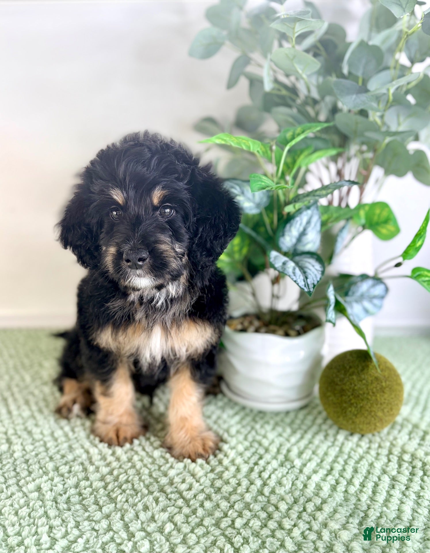 Bernedoodle dogs Dobby - Ad 31