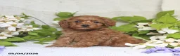 Cockapoo dogs for sale: Joy - Ad 4