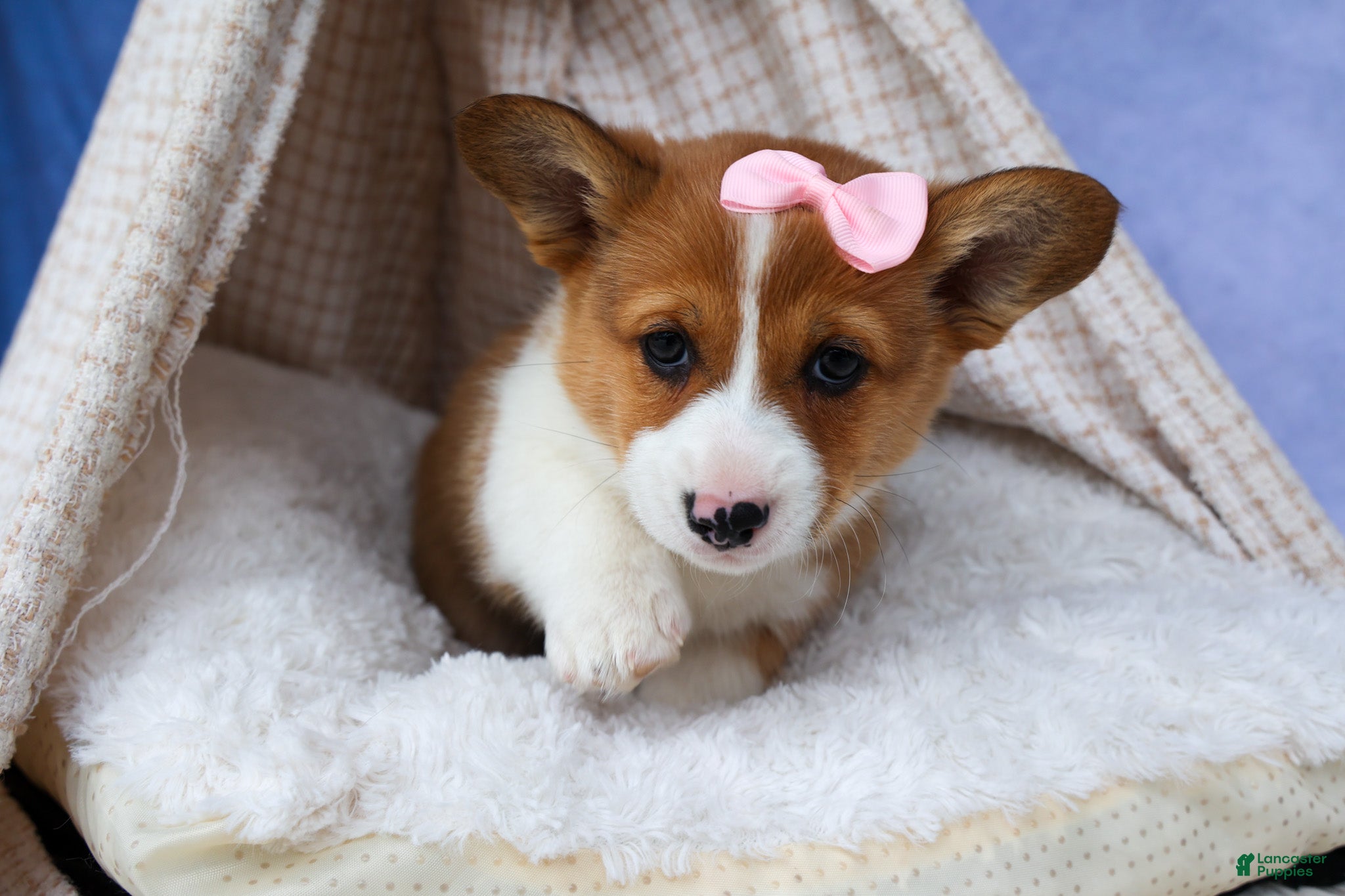Welsh Corgi Pembroke dogs 🐾 MEET WREN 🐶❤️ - Ad 2