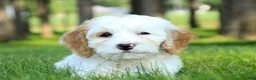 Mixed Breed dogs for sale: Nugget Munchkin Bernedoodle - Ad 6