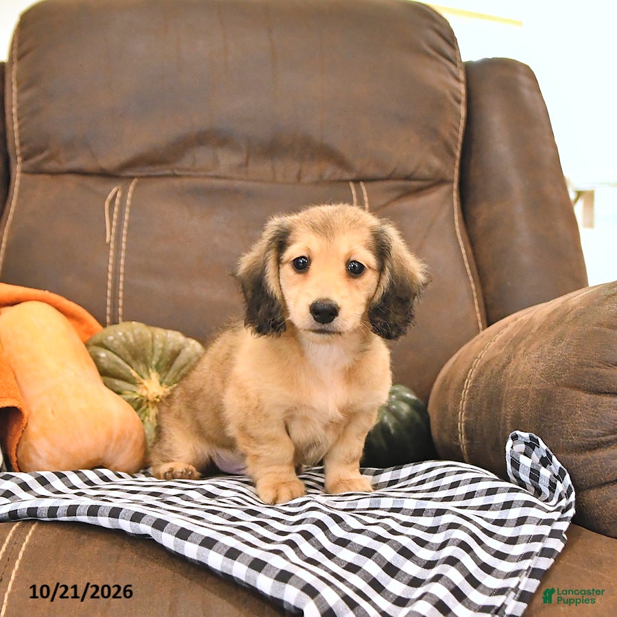 Miniature Dachshund dogs Mike - Ad 2