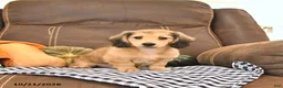 Miniature Dachshund dogs for sale: Mike - Ad 2