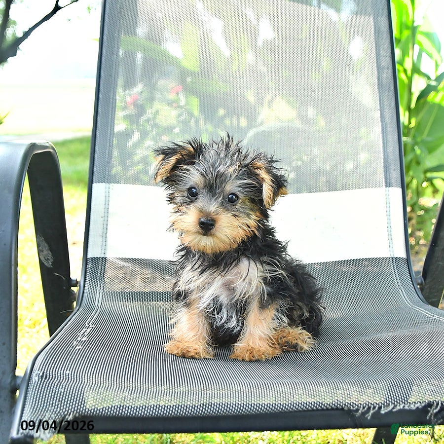 Yorkshire Terrier dogs Roger - Ad 1