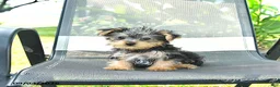 Yorkshire Terrier dogs for sale: Roger - Ad 1