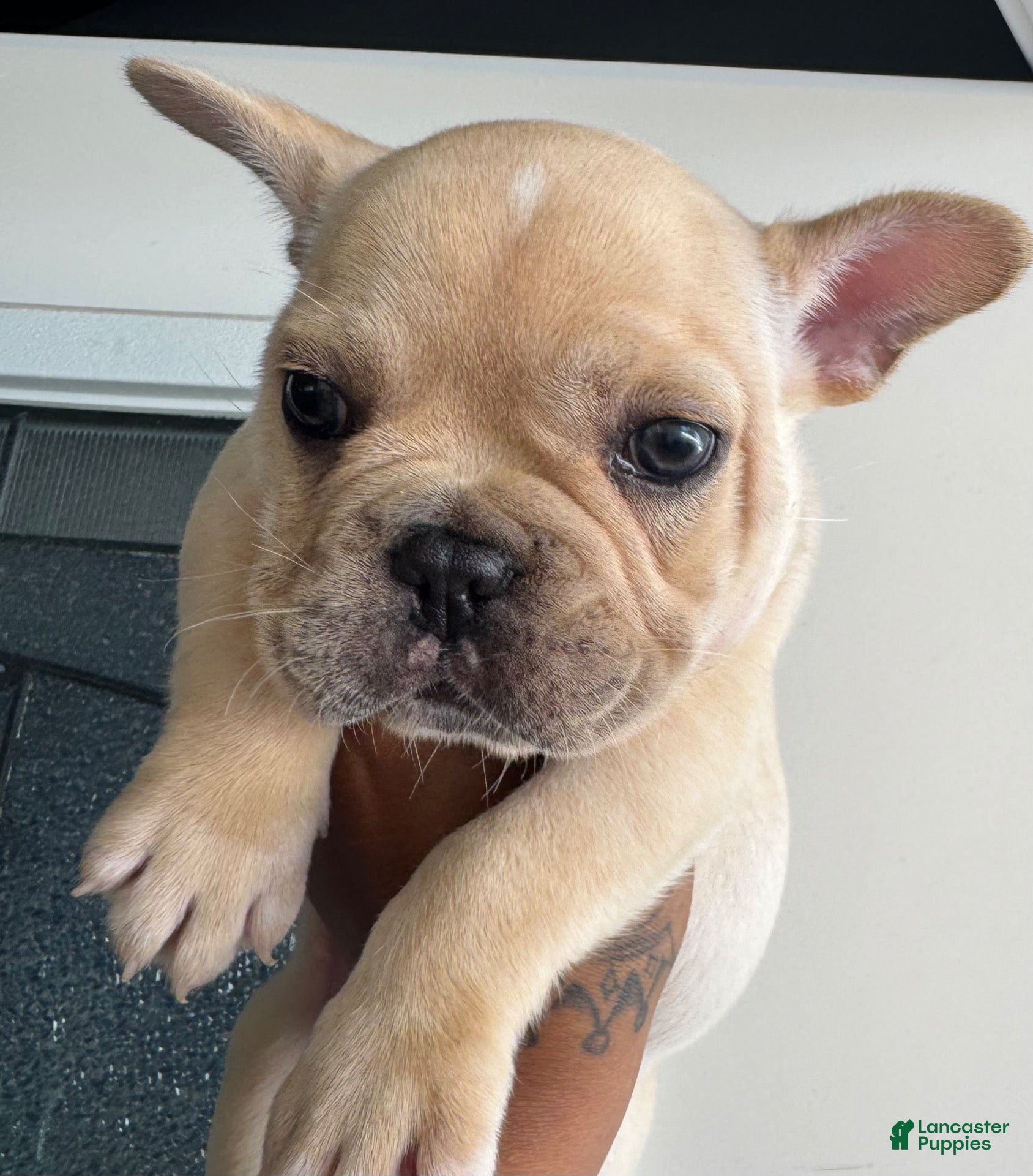 French Bulldog dogs French Bulldog 1 - Ad 40