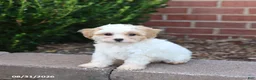 Maltipoo dogs for sale: Muffin - Ad 5