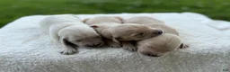 Golden Retriever dogs for sale: Golden Retriever 7 - Ad 10