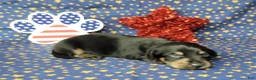 Miniature Dachshund dogs for sale: AKC Levi - Ad 6