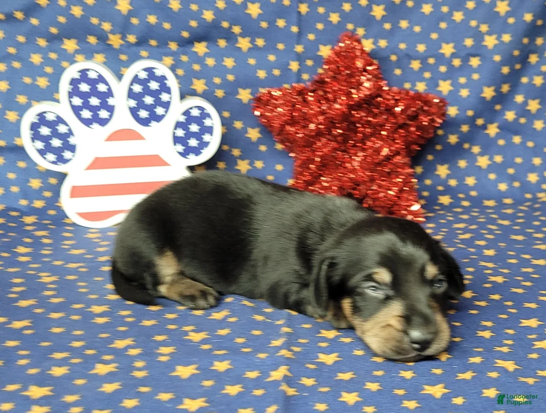 Miniature Dachshund dogs for sale: AKC Levi - Ad 6