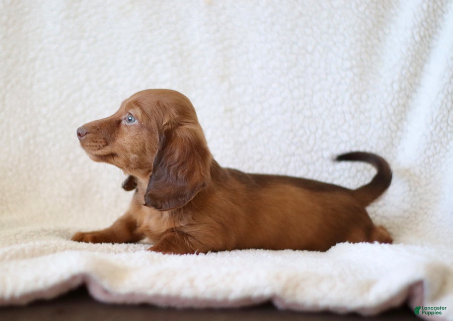 Miniature Dachshund dogs for sale: Walker - Ad 3