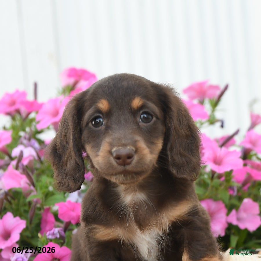 Miniature Dachshund dogs Rascal - Ad 2