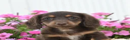 Miniature Dachshund dogs for sale: Rascal - Ad 2
