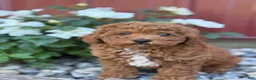 Toy Poodle dogs for sale: Pepper - Ad 11