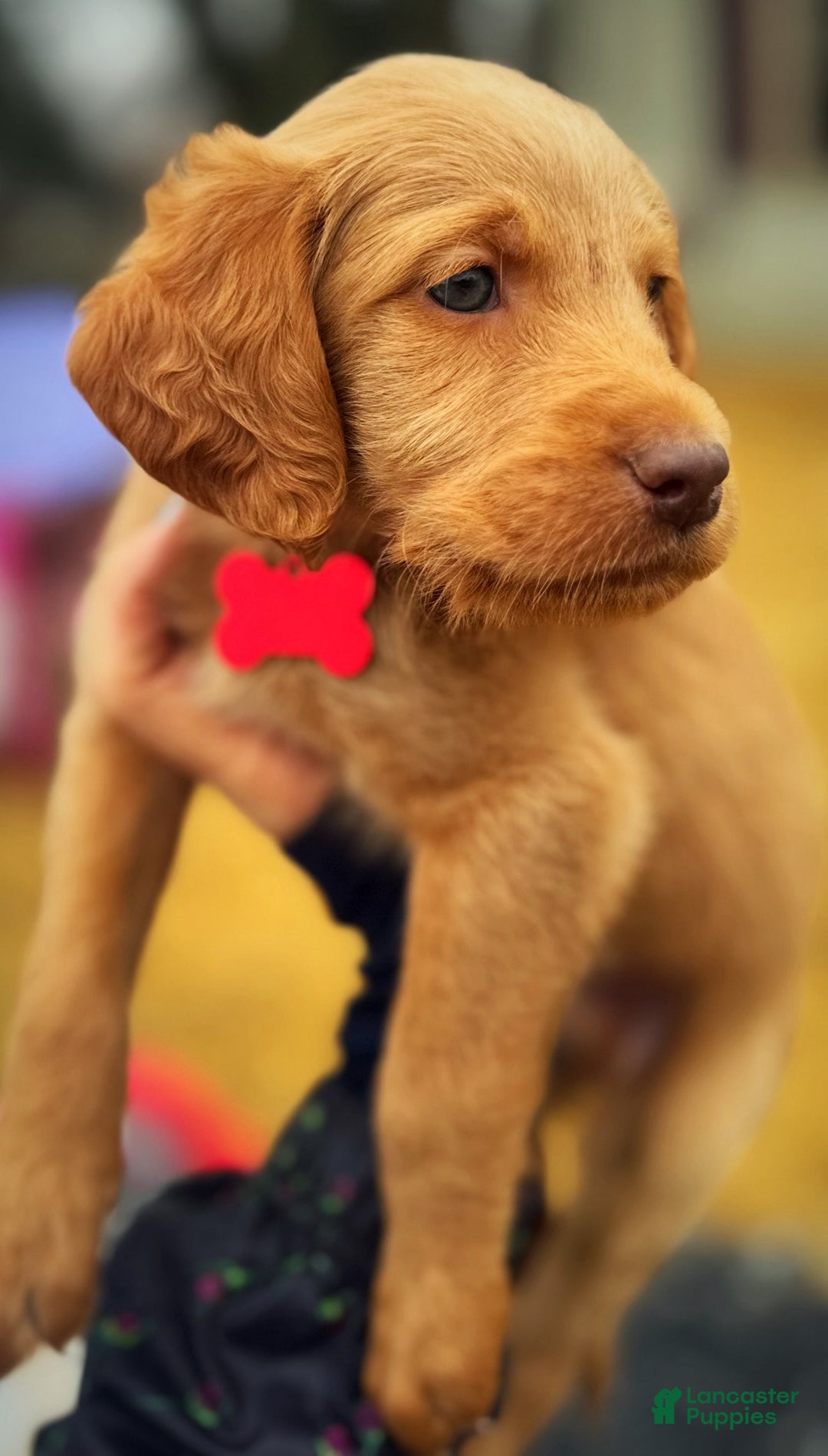 Labradoodle dogs for sale: Labradoodle Puppy 1 - Ad 10