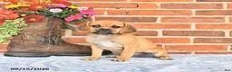 Puggle dogs for sale: Saloma - Ad 5