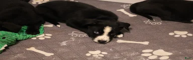 Zeke