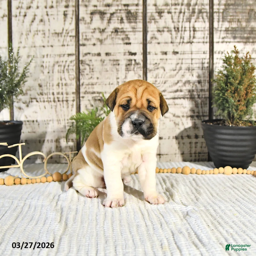 Mini Hippo dogs for sale: Americano - Ad 2