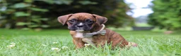 Boxer dogs for sale: Barney - Ad 3