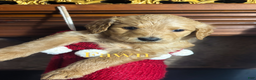 Goldendoodle dogs for sale: Fawn - Ad 3