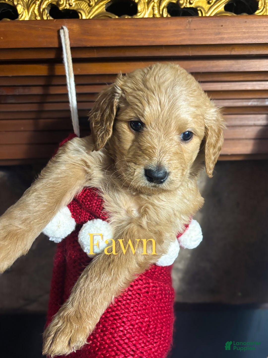 Goldendoodle dogs for sale: Fawn - Ad 3