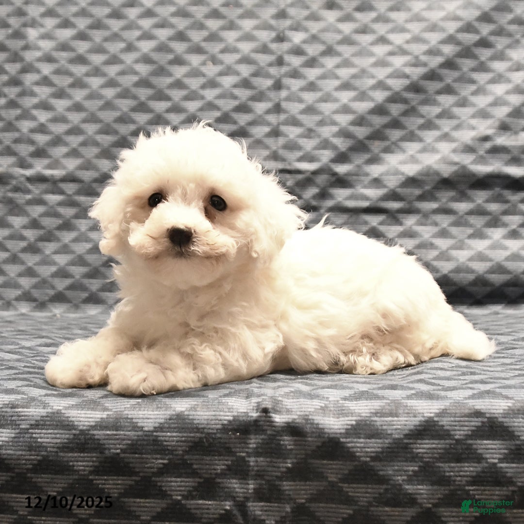 Bichon Frise dogs for sale: Fay - Ad 4