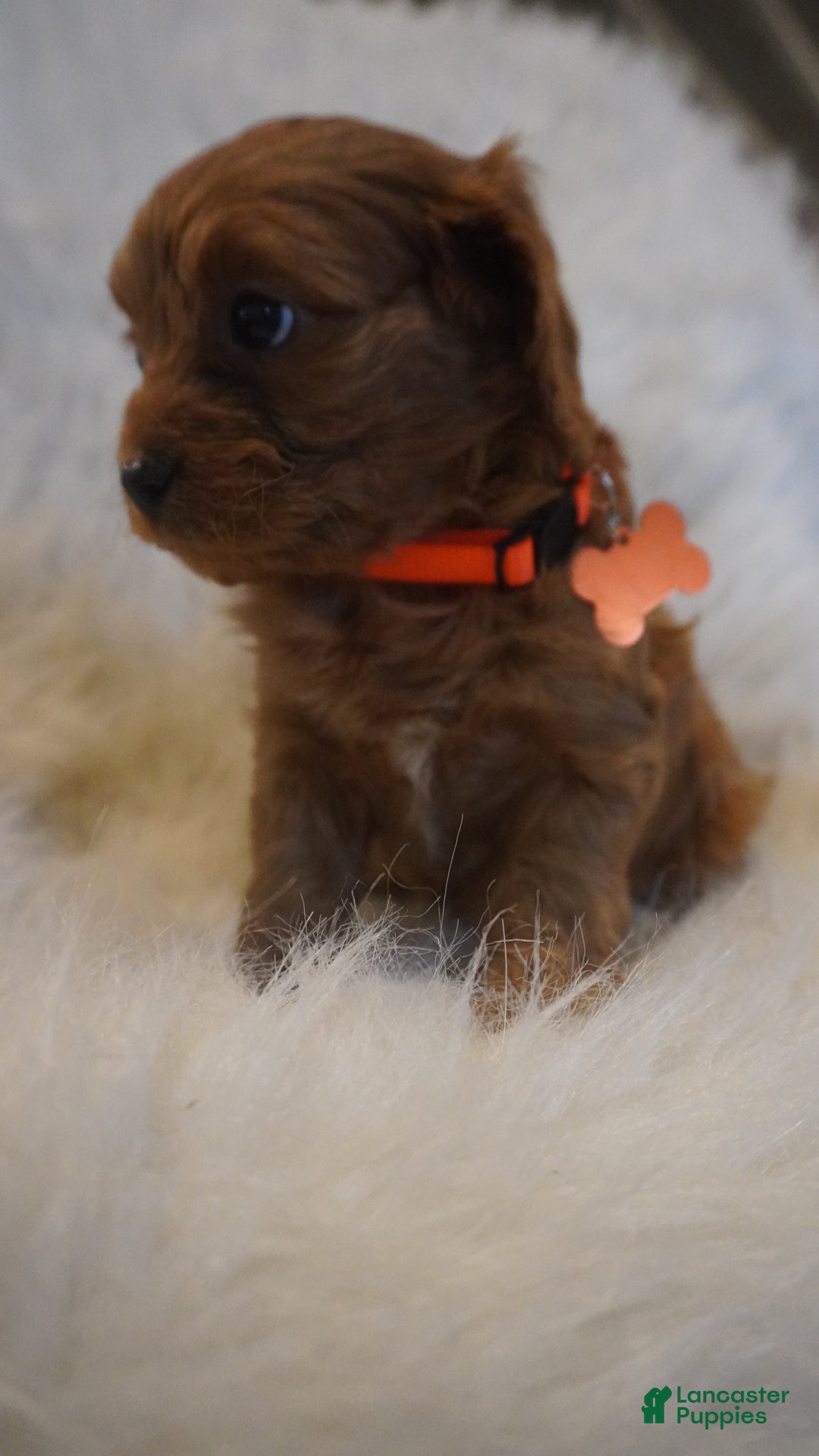 Cavapoo dogs for sale: Jupiter  - Ad 9