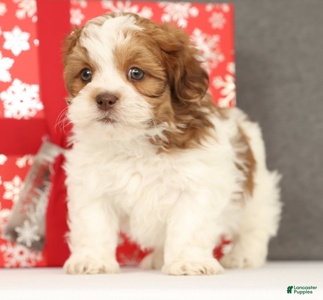 Shih Tzu dogs for sale: Elliot - Ad 2