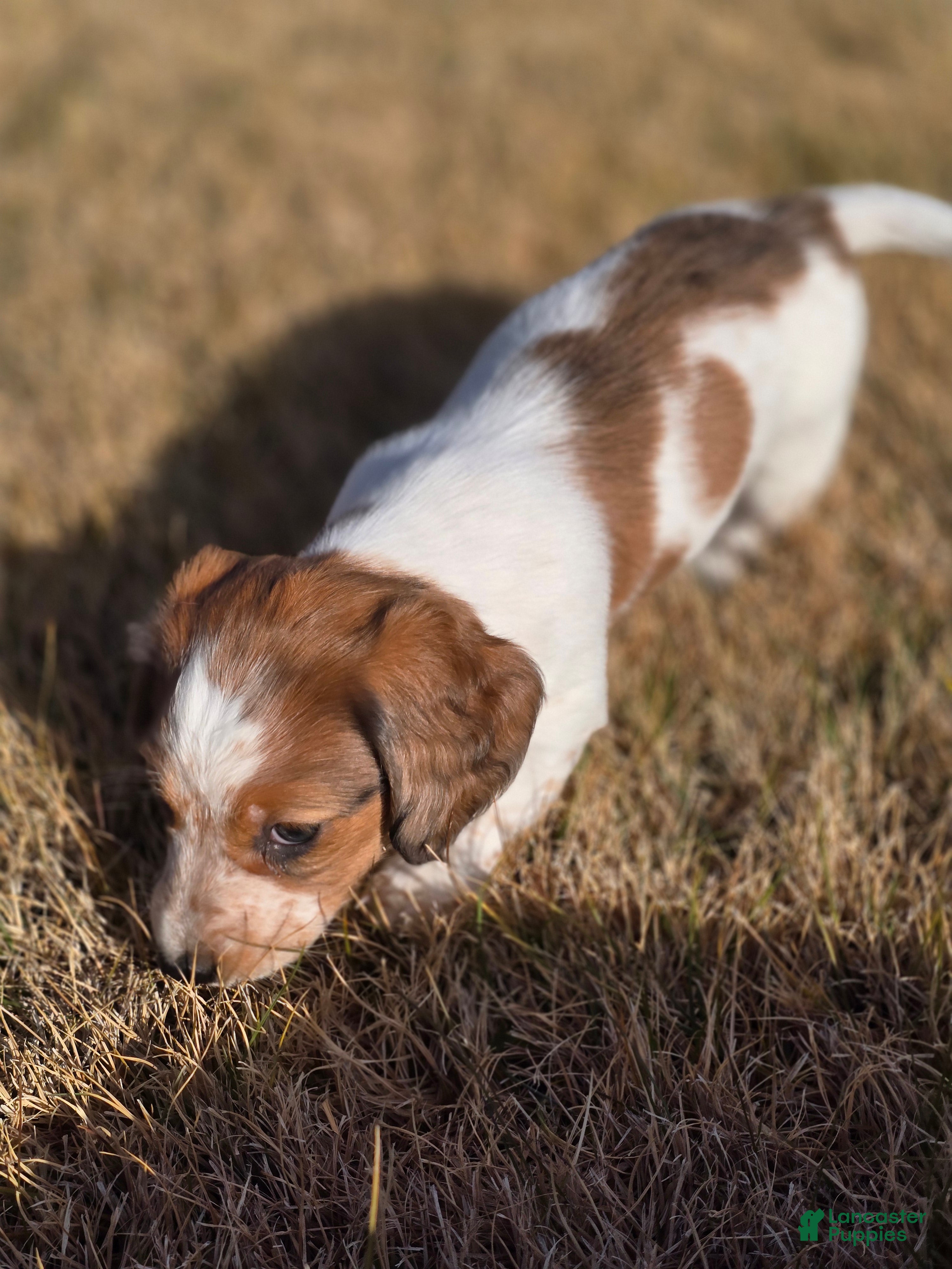 Miniature Dachshund dogs FeeFee - Ad 35