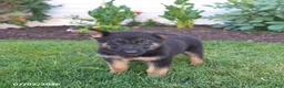 German Shepherd dogs for sale: Shadow - Ad 3