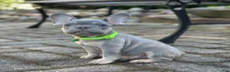 French Bulldog dogs for sale: Teddy Video ad - Ad 6