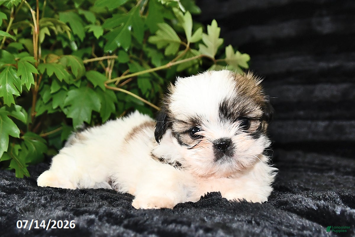 Shih Tzu dogs Daffy - Ad 1