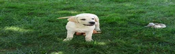 Labrador Retriever dogs for sale: Phineas - Ad 4